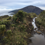 Pooled water on a rocky trail through native shrubland with crater ridges and low cloud in the distance.