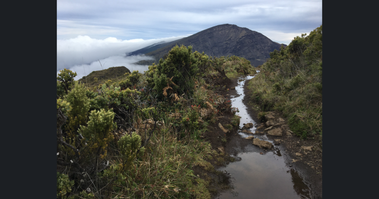 Pooled water on a rocky trail through native shrubland with crater ridges and low cloud in the distance.