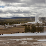 Old Faithful erupts in the distance while bison graze beside snow in Yellowstone National Park