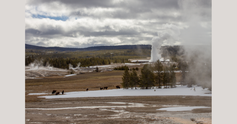 Old Faithful erupts in the distance while bison graze beside snow in Yellowstone National Park