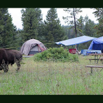 A bison grazes near tents and picnic tables among trees at Bridge Bay Campground in Yellowstone