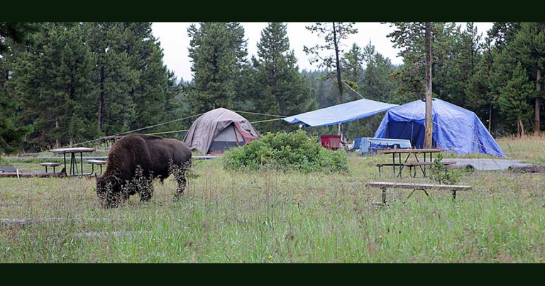 A bison grazes near tents and picnic tables among trees at Bridge Bay Campground in Yellowstone